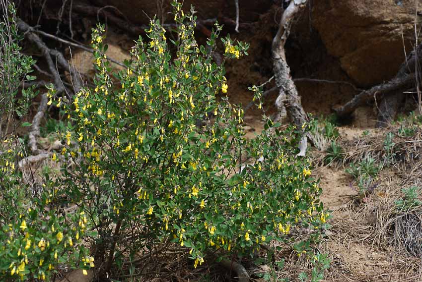 Cytisus villosus / Citiso trifloro